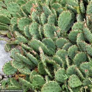 Cactus (Opuntia Humifusa) - Prickly Pear - 3 Qt Container