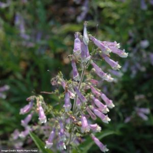 Hairy Beard Tongue (Penstemon Hirsutus) - 1 Qt Container