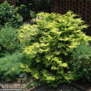Falsecypress – Cripps Golden – #3 Container