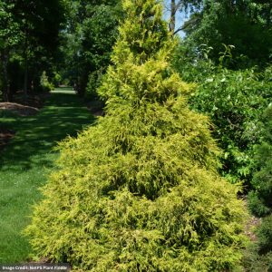 Falsecypress – Golden Mop Threadleaf – 30-36″ – B&B