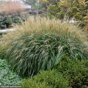Maiden Grass (Miscanthus) - Adagio - #3 Container