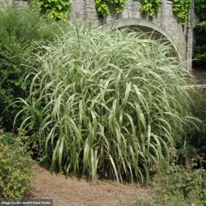 Maiden Grass (Miscanthus) - Cabaret - #3 Container