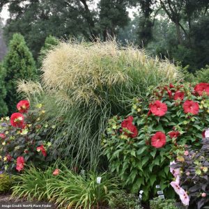 Maiden Grass (Miscanthus) - Encore - #3 Container