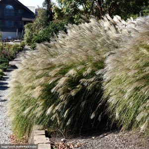 Maiden Grass (Miscanthus) - Gracillimus - #3 Container