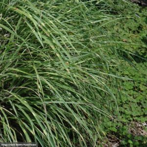Dwarf Maiden Grass (Miscanthus) - Little Zebra - #3 Container