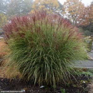 Maiden Grass (Miscanthus) - Morning Light - #3 Container