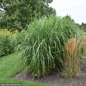 Maiden Grass (Miscanthus) - My Fair Maiden™ - #3 Container