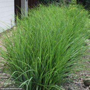 Maiden Grass (Miscanthus) - Oktoberfest - #3 Container