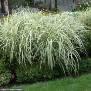 Maiden Grass (Miscanthus) - Variegatus - #3 Container