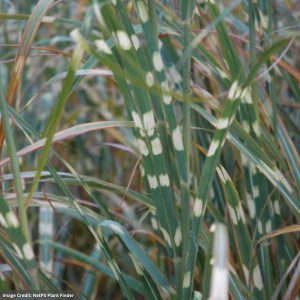 Zebra Grass (Miscanthus Zebrinus) - #3 Container