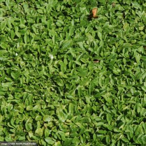 Creeping Mazus - White - 1 Qt Container