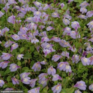 Creeping Mazus - 1 Qt Container
