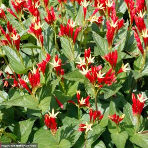 Indian Pink (Spigelia) - Little Redhead - #1 Container