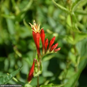 Indian Pink (Spigelia) - Rajin Cajun - #1 Container