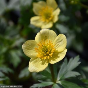 American Globeflower (Trollius Laxus) - 2 Qt Container