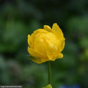 Globeflower (Trollius) - Lemon Queen - #1 Container