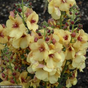 Mullein (Verbascum) - Honey Dijon - #1 Container