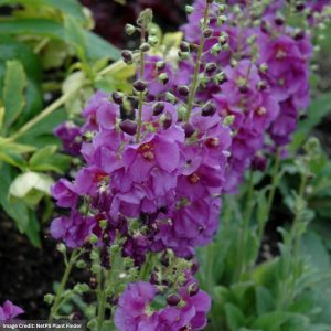 Mullein (Verbascum) - Sugar Plum - #1 Container