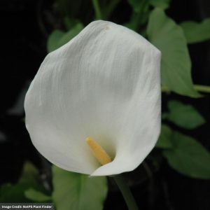 Calla Lily (Zantedeschia Aethiopica) - 8" Container
