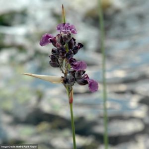 Thalia (Thalia Dealbata) - Powdery - 8" Container