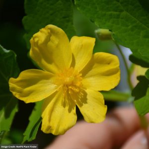 Poppy (Stylophorum Diphyllum) - Celandine - #1 Container