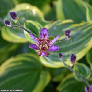 Toad Lily (Tricyrtis) - Autumn Glow - #1 Container