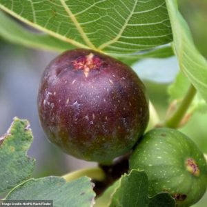 Fig – Brown Turkey (Patio Tree) – #5 Container