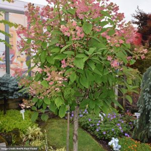 Hydrangea Paniculata – Quick Fire Tree – #10 Container