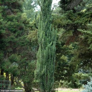 Holly – Japanese Sky Pencil – 3-4ft – #7 Container