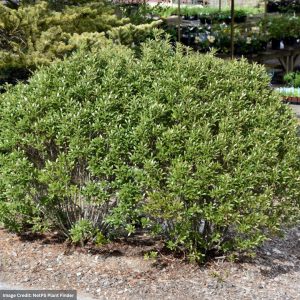 Holly – Japanese Steeds – 4-4.5ft – #15 Container