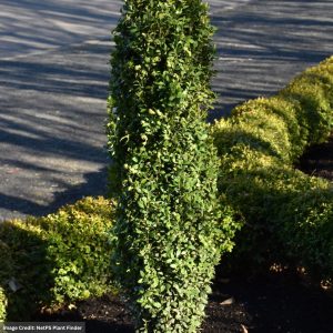 Holly – Japanese Straight & Narrow – #7 Container