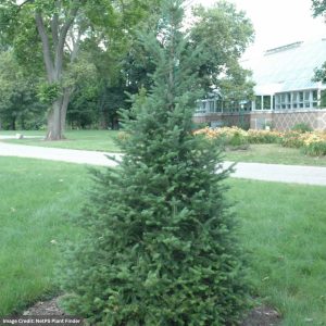 Fir – Canaan – 6-7ft – B&B