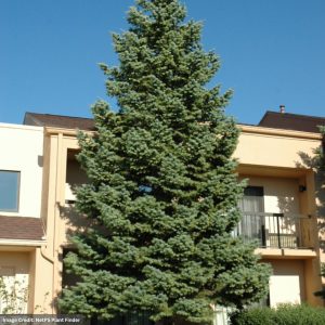 Fir – Concolor (White) – 5-6ft – B&B