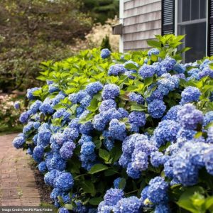 Hydrangea Macrophylla – Endless Summer – #10 Container