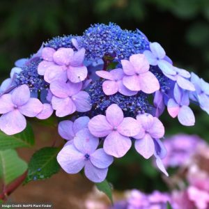 Hydrangea Macrophylla – Twist-n-Shout – #5 Container