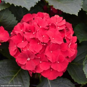 Hydrangea Macrophylla – Fuchsia Glow – #3 Container
