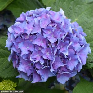 Hydrangea Macrophylla – Let’s Dance Blue Jangles – #7 Container