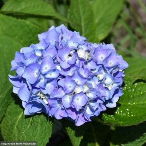 Hydrangea Macrophylla – Nantucket Blue – 8″ Container