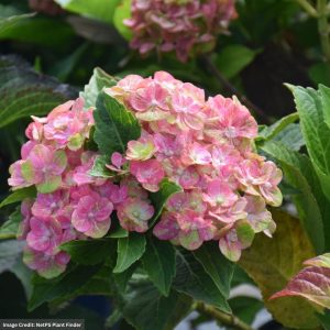 Hydrangea Macrophylla – Tilt-A-Swirl – #3 Container