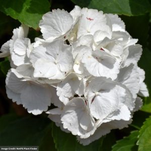 Hydrangea Macrophylla – Zebra – #3 Container