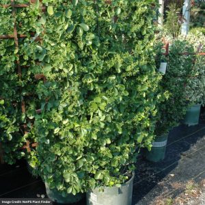 Euonymus – Manhattan Espalier – #7 Container