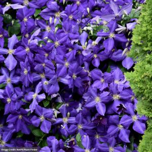 Clematis – Jackmanii – #1 Container