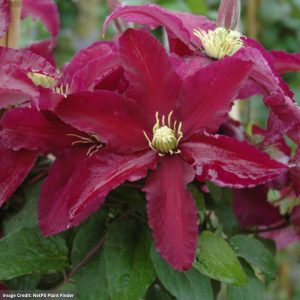 Clematis – Niobe – #1 Container