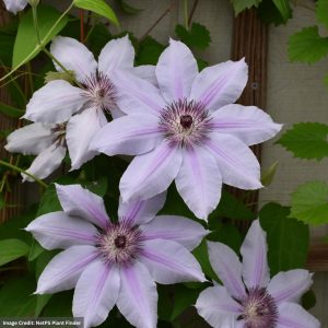 Clematis – Nelly Moser – #1 Container