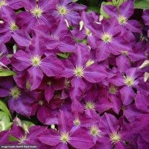 Clematis – Jackmanii Superba – #1 Container