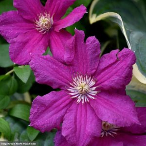 Clematis – Ernest Markham – #1 Container