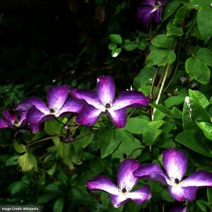 Clematis – Venosa Violacea – #1 Container