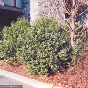 Inkberry Holly – Dense – 18-24″ – #3 Container