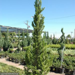 Juniper - Hollywood (Torulosa) - 6-7ft - B&B