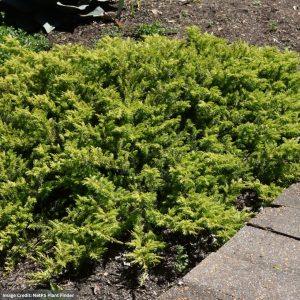 Juniper – Golden Pacific – #3 Container